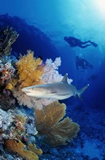 Leisure Activity Collection: Great Barrier Reef in the Coral Sea in Australia