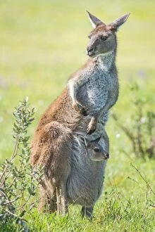 Animal Collection: Kangaroo with baby joey in its pouch. Australia