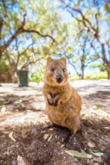Animal Gallery: A Quokka marsupial on Rottnest Island, Western Australia