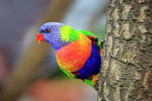 Colorful Gallery: Rainbow Lorikeet, (Trichoglossus haematodus)