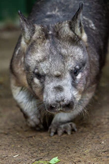 Animal Gallery: Southern hairy-nosed wombat