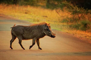 Walking Collection: Warthog, Kruger National Park, South Africa