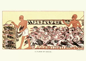 Ancient Egyptian Culture Gallery: Ancient egyptian farmers herding a flock of geese