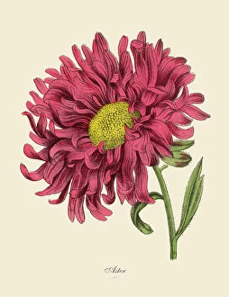 Design Gallery: Aster or Star Plant, Victorian Botanical Illustration