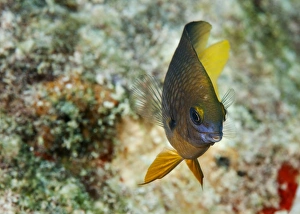 Bonaire Gallery: Beau Gregory Fish
