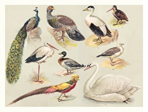 Flamingo Gallery: Birds illustration 1888