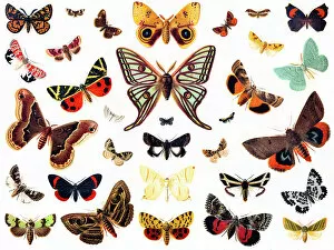 Cut Out Collection: butterflies