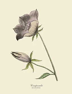 Leaf Collection: Campanula or Bellflower Plant, Victorian Botanical Illustration