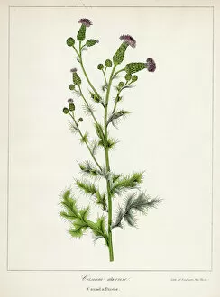 Wildflower Collection: Canada thistle botanical engraving 1843