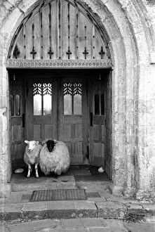 Abbey Collection: Church Sheep
