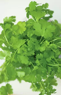 Food And Drink Collection: Coriander, close up