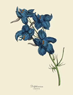 Wildflower Collection: Delphinium or Larkspur Plant, Victorian Botanical Illustration