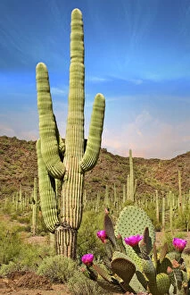 Design Gallery: Desert Landscape with Cactus in Arizona