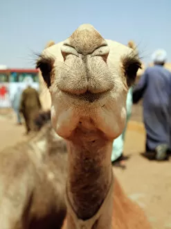 Egypt Collection: Dromedary