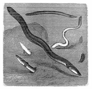 Cut Out Collection: The European eel (Anguilla anguilla)