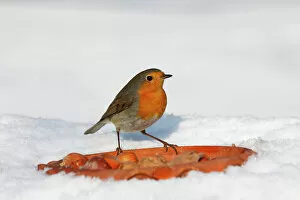 Eating Collection: European robin, Redbreast -Erithacus rubecula- in winter in snow, bird feeding