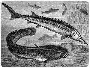 Cut Out Collection: European sea sturgeon (Acipenser sturio) and wels catfish (Silurus glanis)