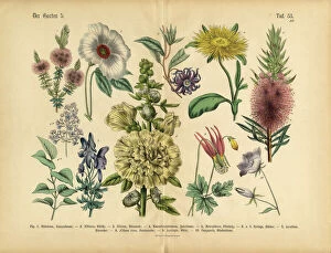 Cut Out Collection: Exotic Flowers of the Garden, Victorian Botanical Illustration