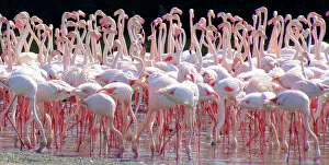 Flamingo Gallery: Flamingo flock, Ras al Khor Sanctuary, Dubai