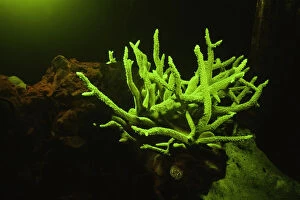 Fluorescent coral (Acropora sp. ), underwater view