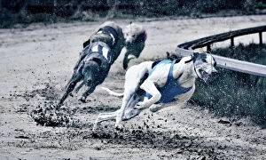 Greyhound race