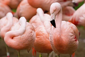 Flamingo Gallery: Group of Flamingos, San Francisco, California, USA