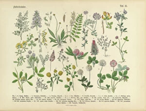 Design Gallery: Herbs anb Spice, Victorian Botanical Illustration