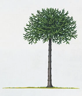 Leaf Collection: Illustration of Araucaria araucana (Monkey Puzzle) tree
