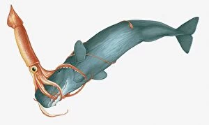 Cut Out Collection: Illustration of Giant Squid (Architeuthis) attacking Sperm Whale (Physeter macrocephalus)