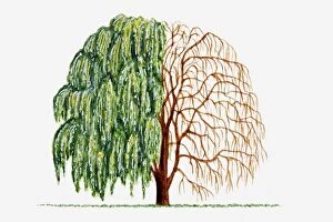 Weeping Willow Collection: Illustration of green leaves and bare branches of Salix alba (Weeping Willow) tree