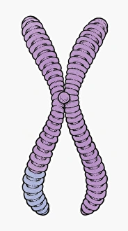 Illustration of human chromosome showing chromatid, centromere, short arm and long arm Illustration of human chromosome showing chromatid, centromere, short arm and long arm