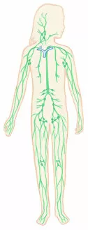 Female Likeness Gallery: Illustration of human lymphatic system