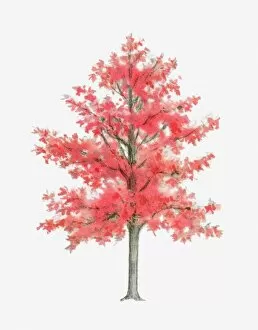 Cut Out Collection: Illustration of Liquidambar (Sweet Gum) tree