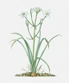 Wildflower Collection: Illustration of Ornithogalum umbellatum (Star-of-Bethlehem), perennial with white flowers and green
