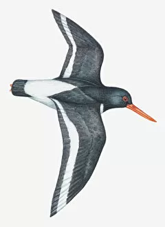 Cut Out Collection: Illustration of an Oystercatcher (Haematopus sp. ) in flight