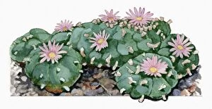 Leaf Collection: Lophophora williamsii (Peyote) cactus woth pink flowers illustration