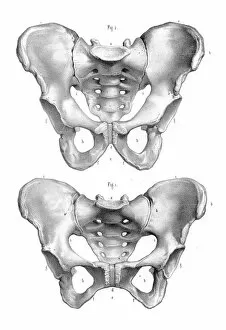 Females Collection: Male and Female pelvis engraving 1896