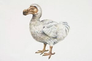 Archaeology Collection: Mauritian Dodo (Raphus cucullatus), compact bird with curved, brown bill and brown feet, side view