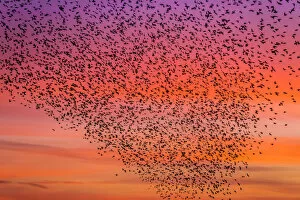 Cloud Collection: Murmuration of starlings at dusk, RSPB Reserve Minsmere, Suffolk, England
