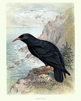 Style Collection: Natural History, Birds, Red-billed chough (Pyrrhocorax pyrrhocorax)