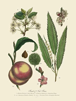 Cut Out Collection: Nut and Fruit Trees of the Garden, Victorian Botanical Illustration