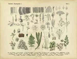 Design Gallery: Plant Anatomy, Victorian Botanical Illustration