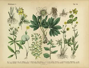 Design Gallery: Poisonous and Toxic Plants, Victorian Botanical Illustration