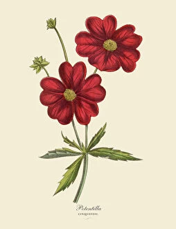 Wildflower Collection: Potentilla or Cinquefoil Plant, Victorian Botanical Illustration