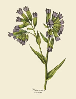 Cut Out Collection: Pulmonaria or Lungwort Plant, Victorian Botanical Illustration