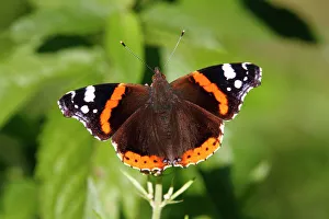 Full Body Gallery: Red Admiral (Vanessa atalanta) on a plant, sunbathing