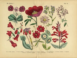 Design Gallery: Red Exotic Flowers of the Garden, Victorian Botanical Illustration