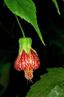 Redvein Abutilon -Abutilon pictum-, Tandayapa region, Andean cloud forest, Ecuador Redvein Abutilon -Abutilon pictum-, Tandayapa region, Andean cloud forest, Ecuador