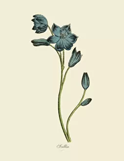 Wildflower Collection: Scillia Plants, Victorian Botanical Illustration