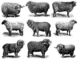 Cut Out Collection: Sheep Breeds